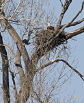 Bald Eagle nesting 0486